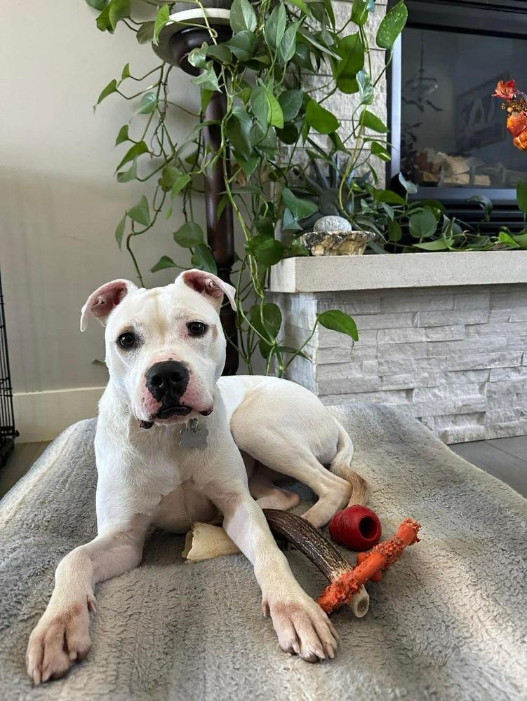 Enlarge Butterscotch, a Adoptable mixed breed in Grove City, OH image 3/6