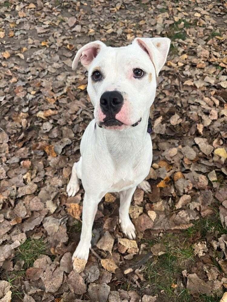 Enlarge Butterscotch, a Adoptable mixed breed in Grove City, OH image 4/5