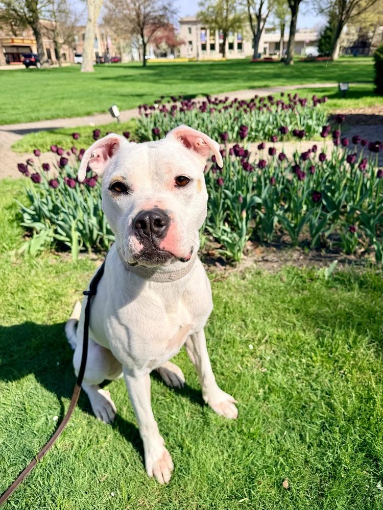 Enlarge Butterscotch, a Adoptable mixed breed in Grove City, OH image 4/6