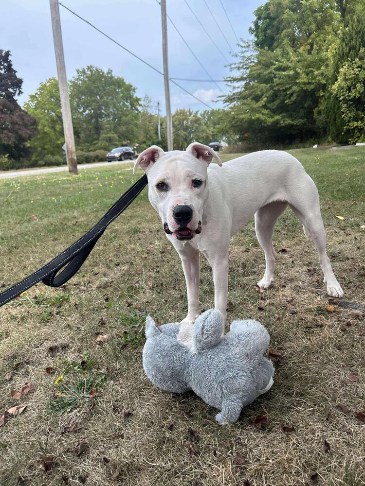 Enlarge Butterscotch, a Adoptable mixed breed in Grove City, OH image 5/5