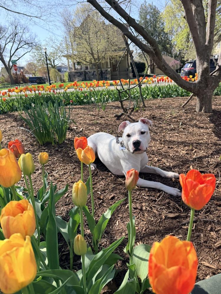 Enlarge Butterscotch, a Adoptable mixed breed in Grove City, OH image 5/6