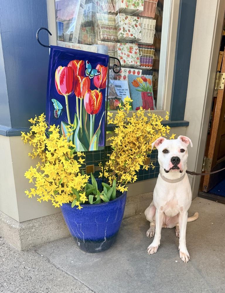 Butterscotch, Adoptable, Young Female Boxer.