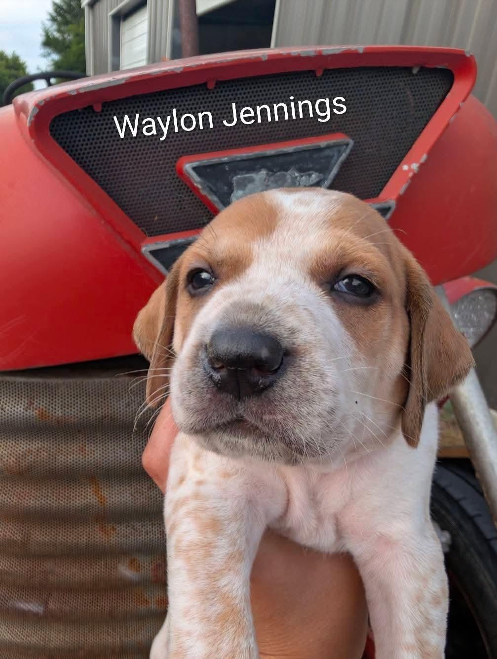 Waylon Jennings