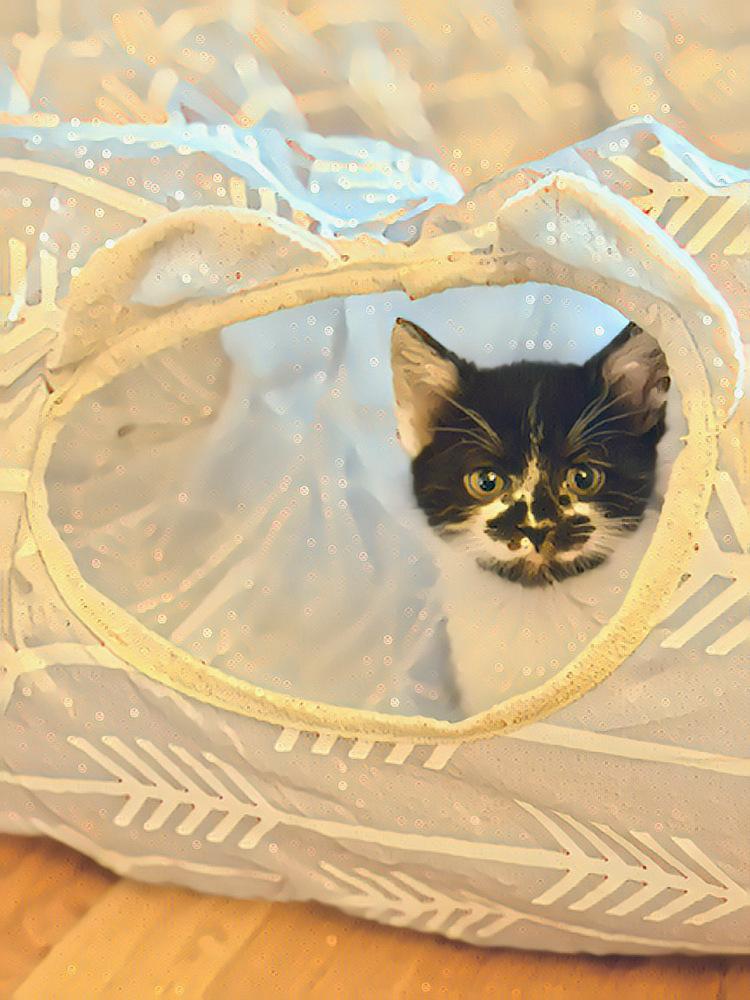 Matilda, a Adoptable Domestic Short Hair in Silver Spring, MD image 2/2