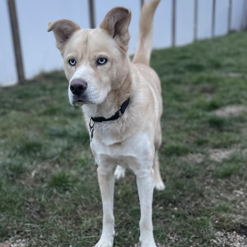 Kaneki, Adoptable, Adult Male Husky.