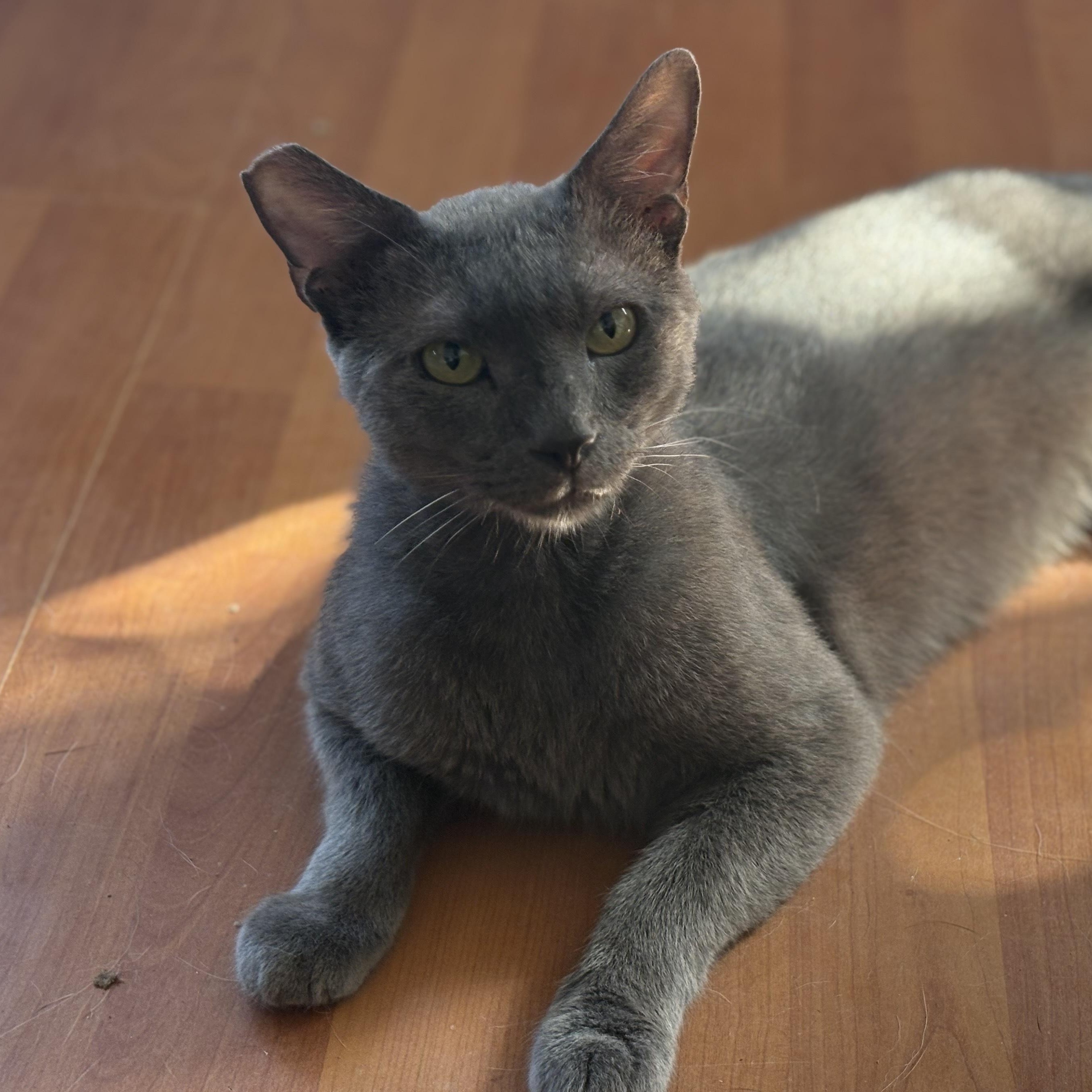 Enlarge Dorian, a Adoptable Domestic Short Hair in Las Cruces, NM image 1/1