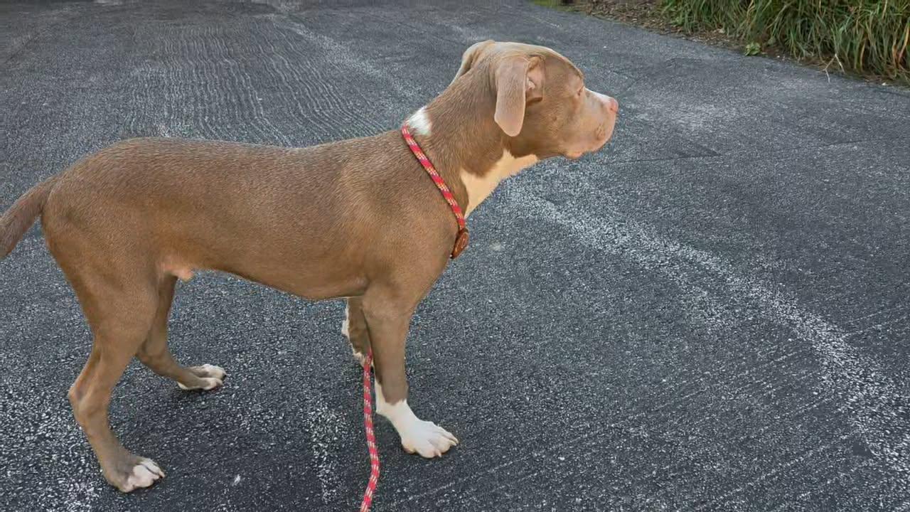 Enlarge Stitch aka Chauncey, a ADOPTABLE Pit Bull Terrier in Niles, IL image 4/5