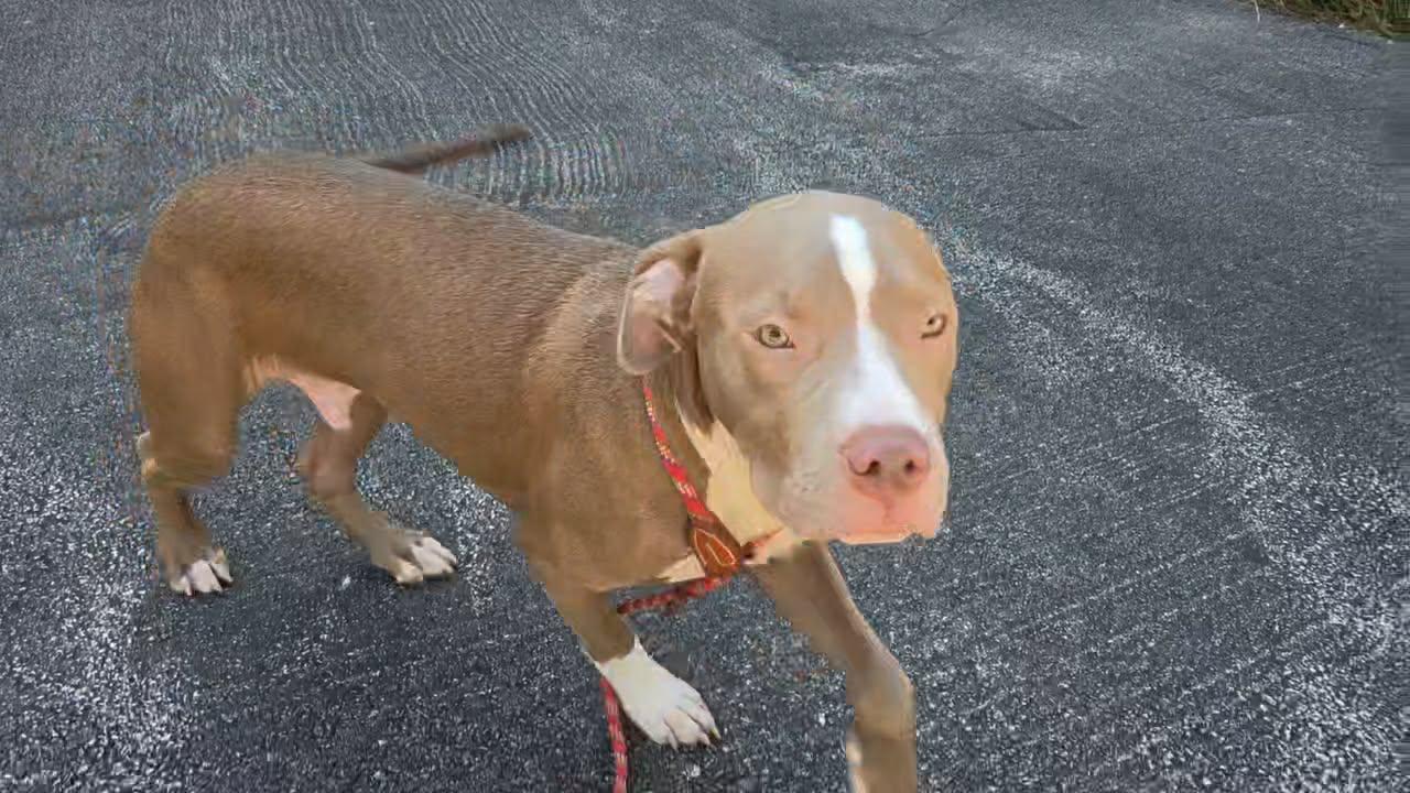 Enlarge Stitch aka Chauncey, a ADOPTABLE Pit Bull Terrier in Niles, IL image 3/5