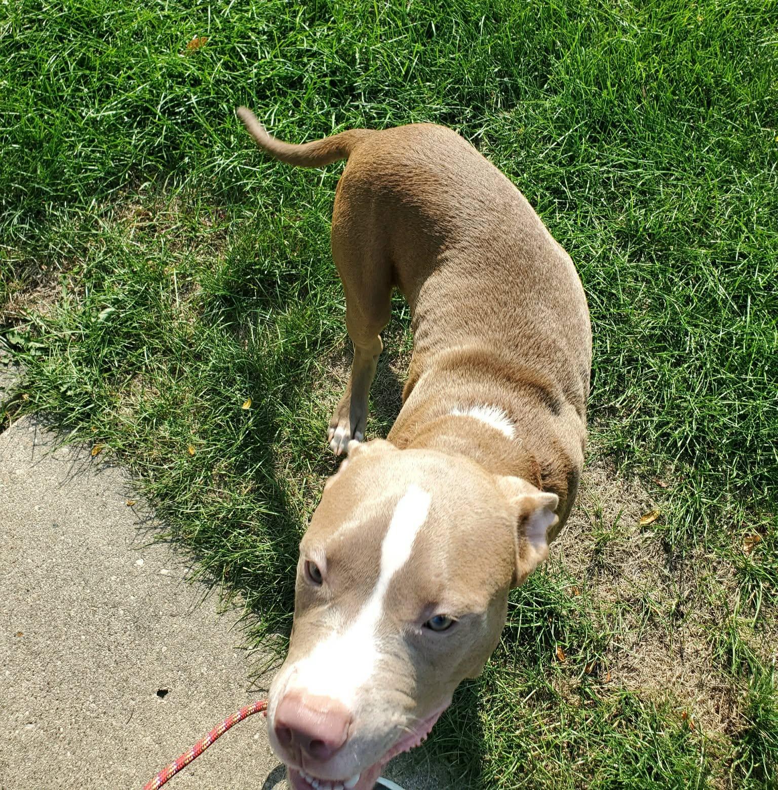 Enlarge Stitch aka Chauncey, a ADOPTABLE Pit Bull Terrier in Niles, IL image 2/5