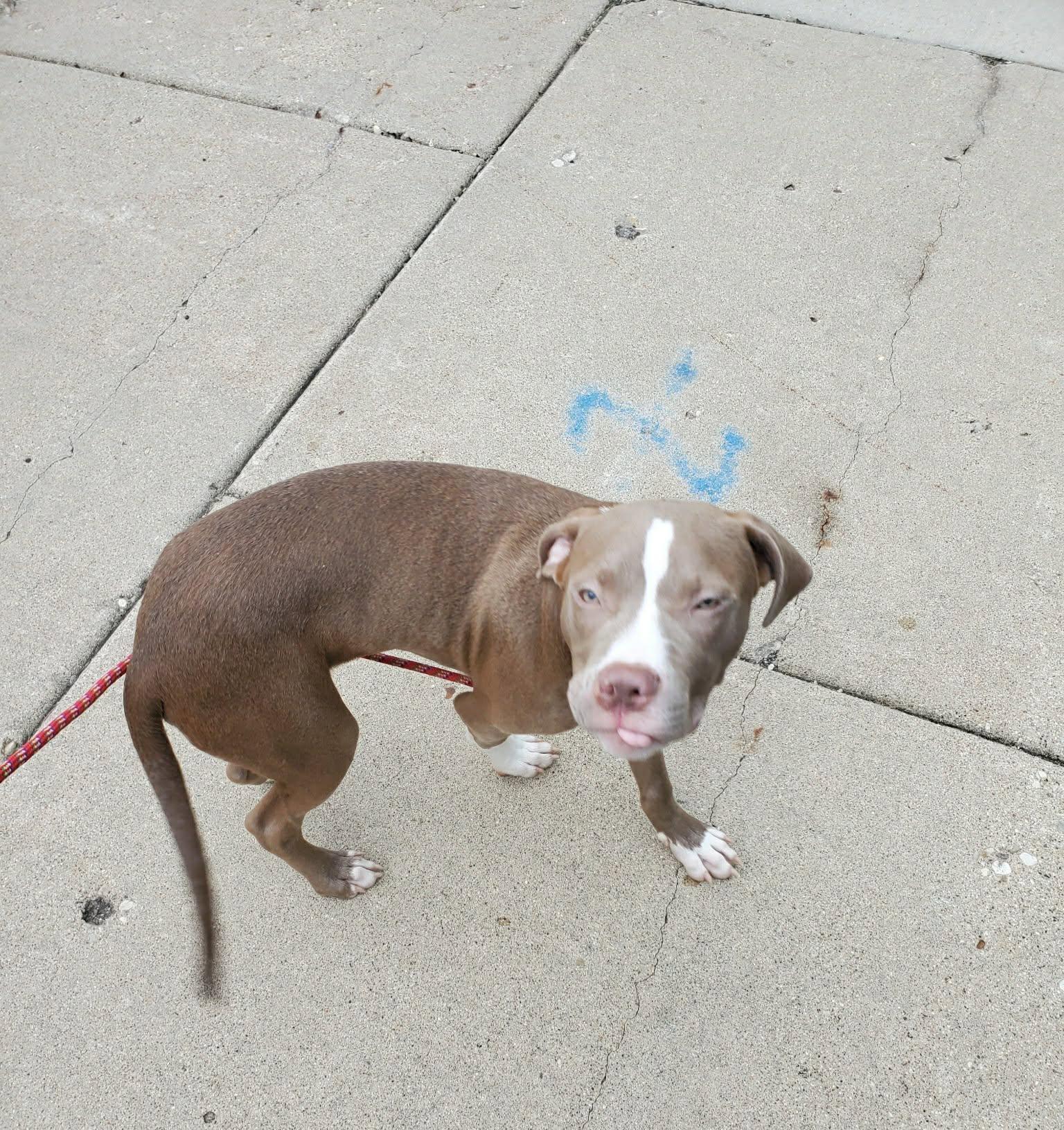Stitch aka Chauncey, ADOPTABLE, Young Male Pit Bull Terrier.