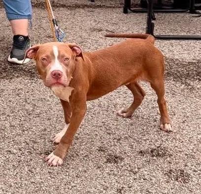 Enlarge Stitch aka Chauncey, a ADOPTABLE Pit Bull Terrier in Niles, IL image 5/5