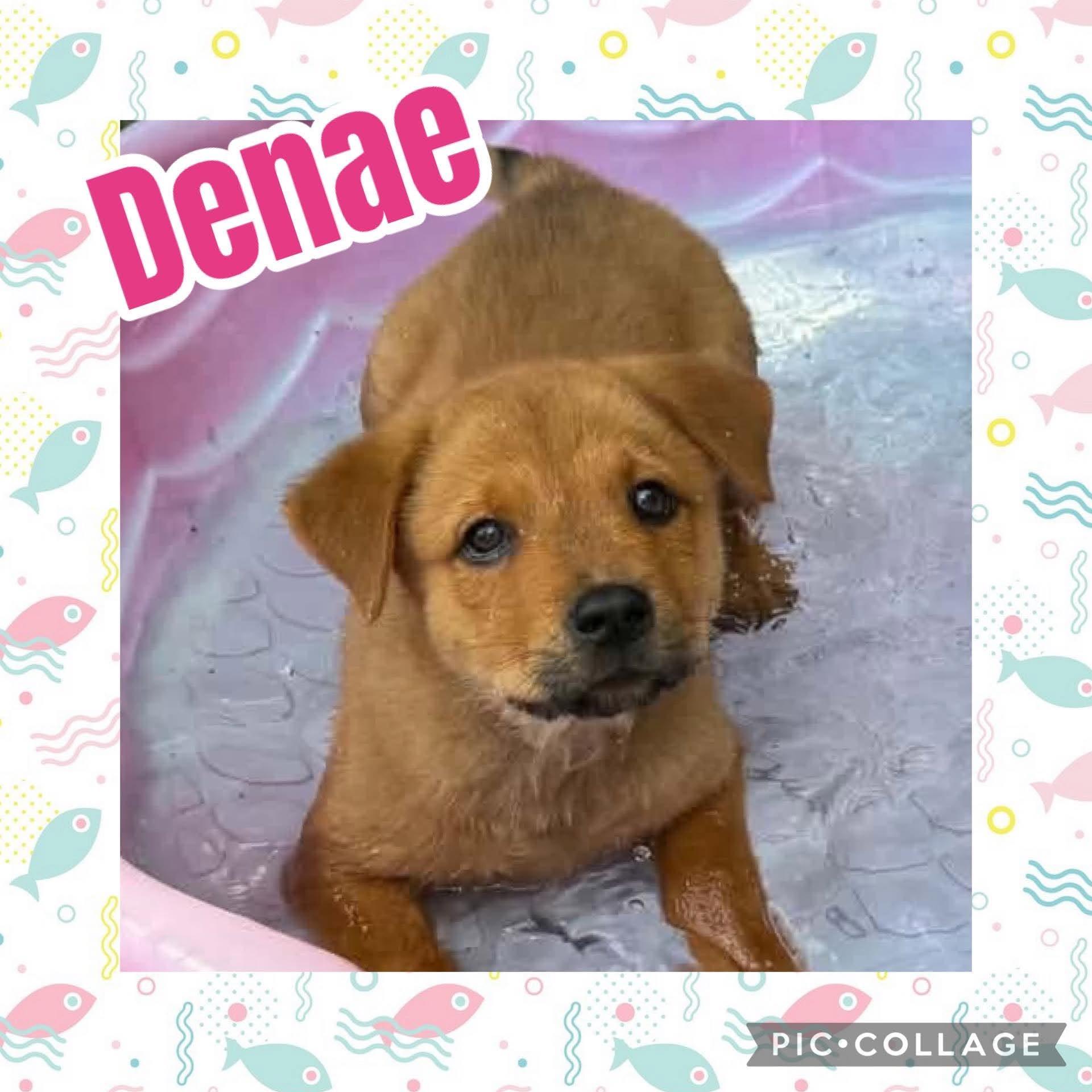 Denae, ADOPTABLE, Puppy Female Rottweiler.