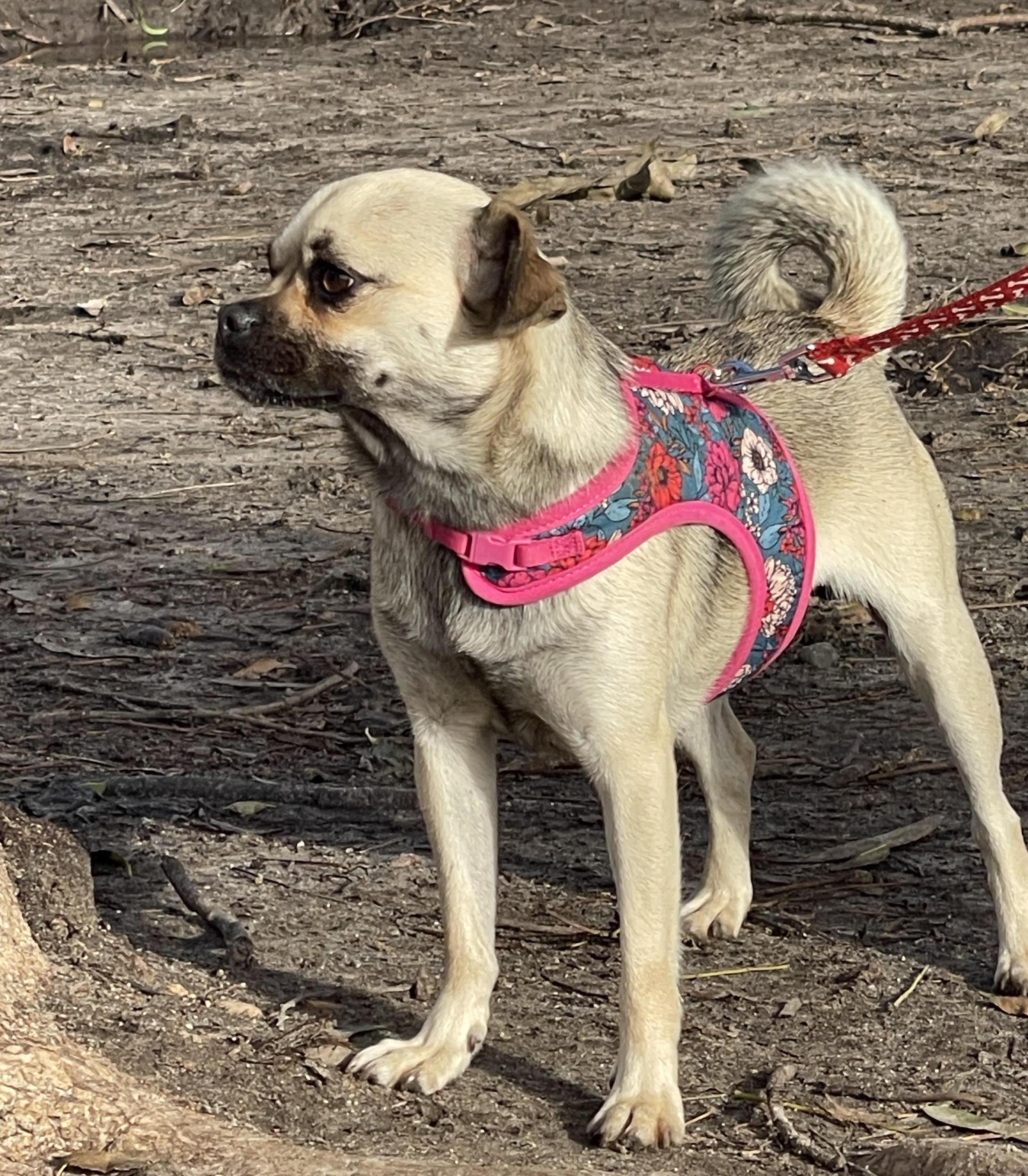 Enlarge HONEY 3 yrs 15 lbs, a Adoptable mixed breed in Aliso Viejo, CA image 3/6