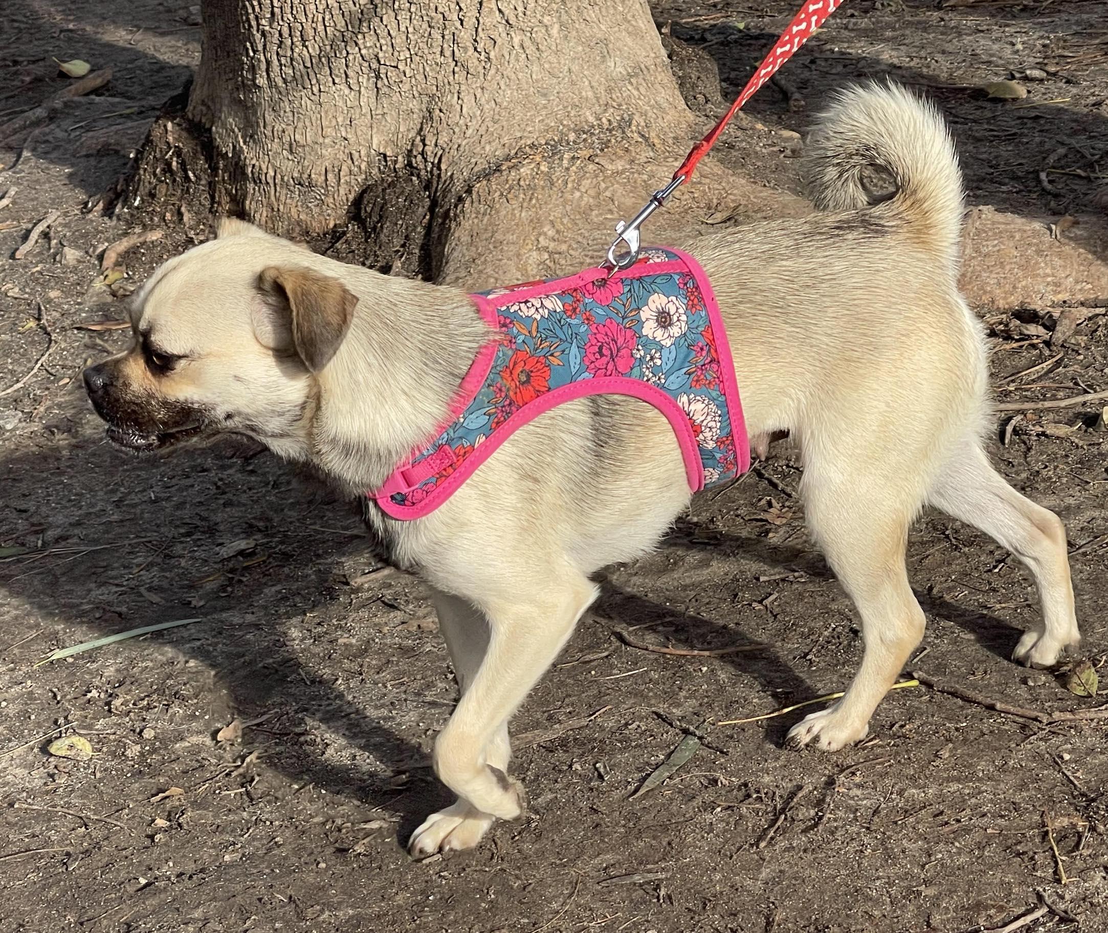 Enlarge HONEY 3 yrs 15 lbs, a Adoptable mixed breed in Aliso Viejo, CA image 6/6