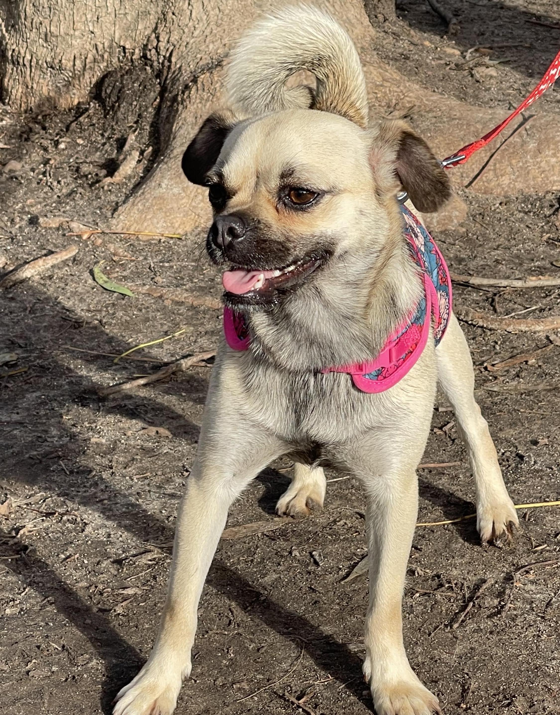 Enlarge HONEY 3 yrs 15 lbs, a Adoptable mixed breed in Aliso Viejo, CA image 5/6