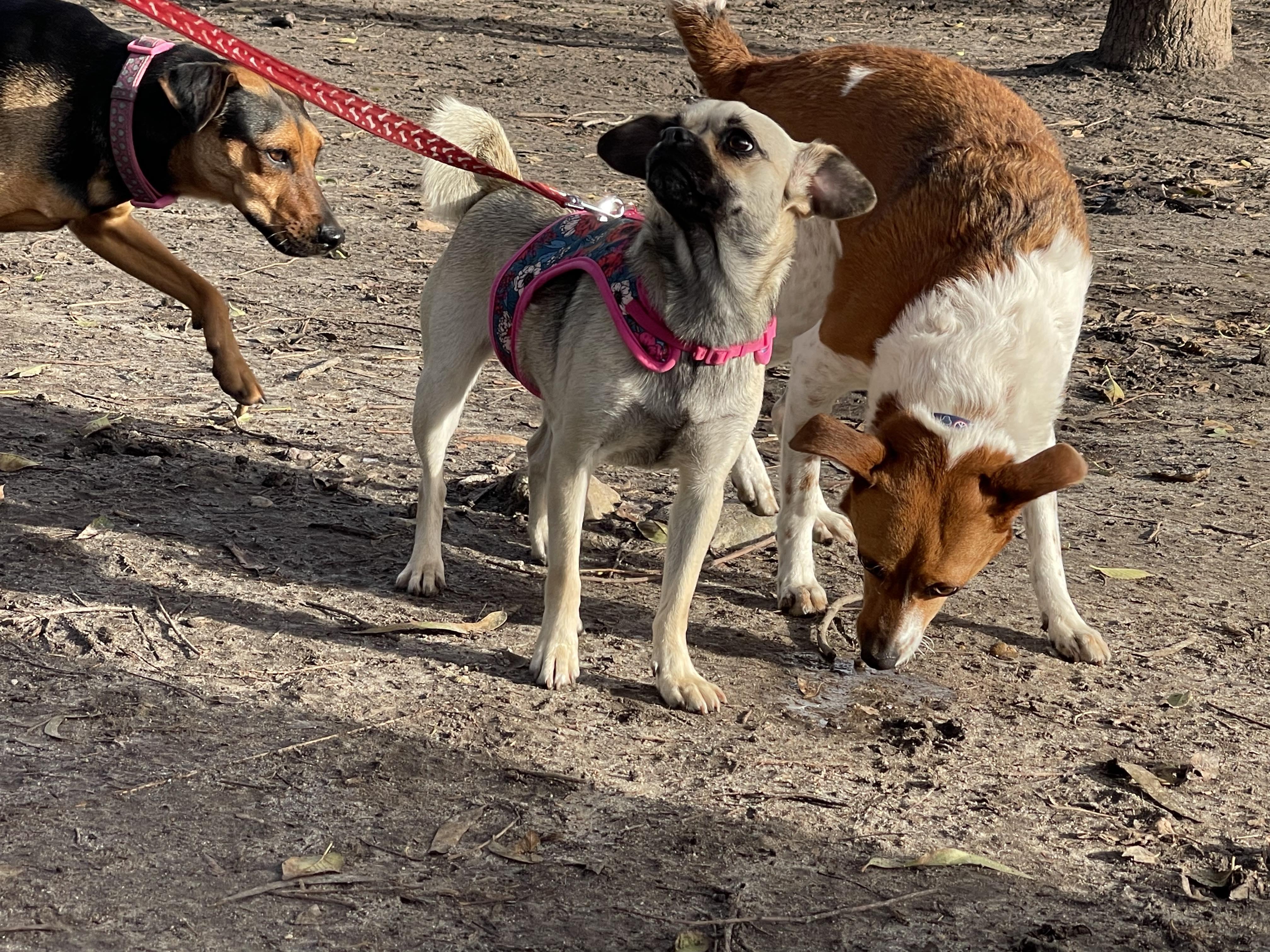 Enlarge HONEY 3 yrs 15 lbs, a Adoptable mixed breed in Aliso Viejo, CA image 4/6