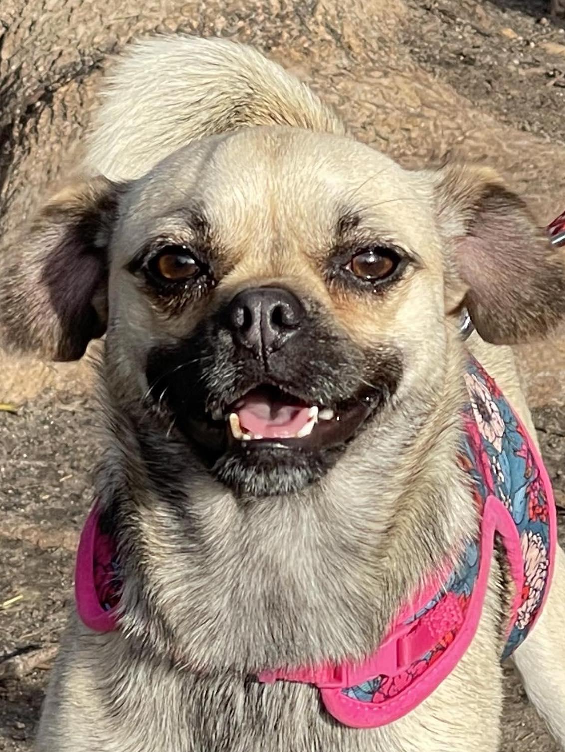 Enlarge HONEY 3 yrs 15 lbs, a Adoptable mixed breed in Aliso Viejo, CA image 2/6