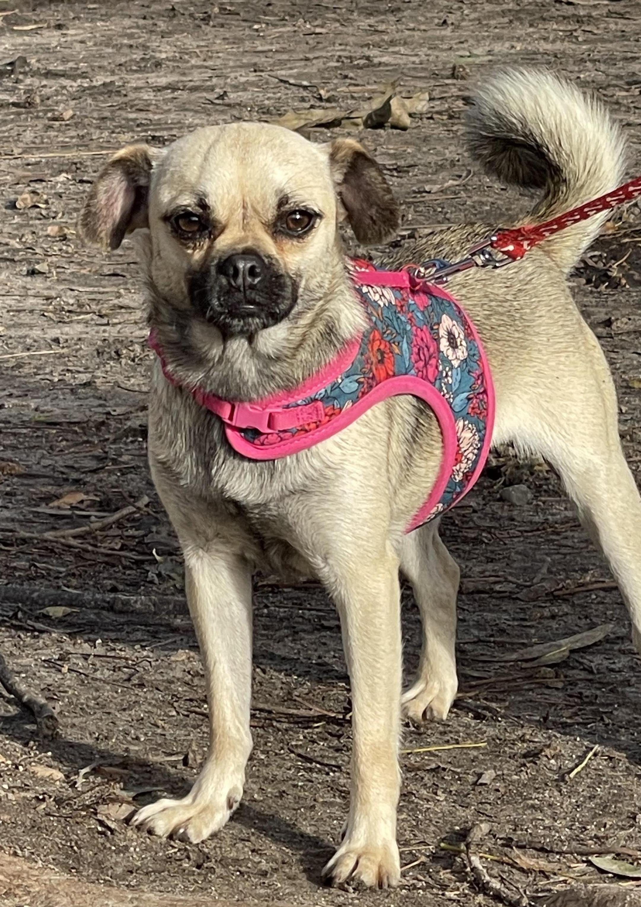 HONEY 3 yrs 15 lbs, Adoptable, Adult Female Pug & Terrier.