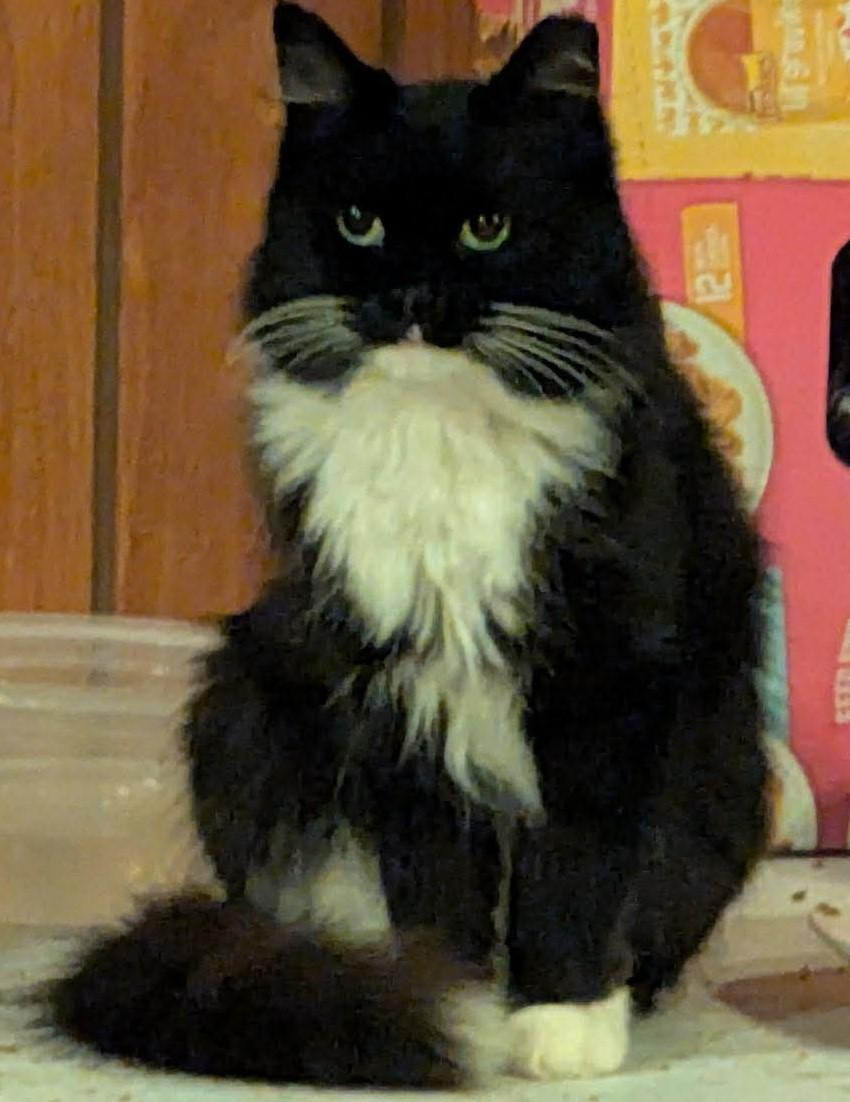 Socks, an adopted mixed breed in Beckley, WV image 3/3