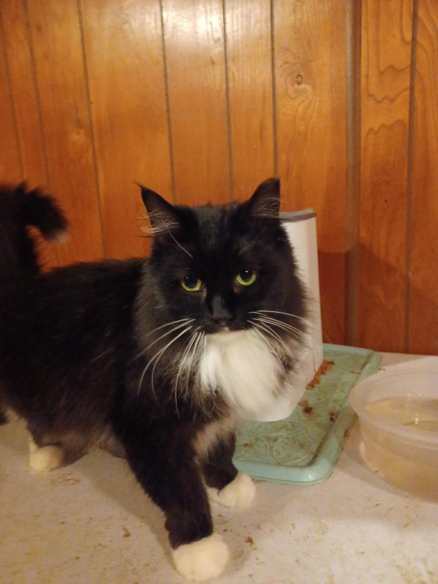 Socks, an adopted mixed breed in Beckley, WV image 2/3