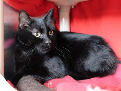 Georgie Fig Newton bff w/Smudge Donovan, a Adoptable mixed breed in Ann Arbor, MI image 1/4