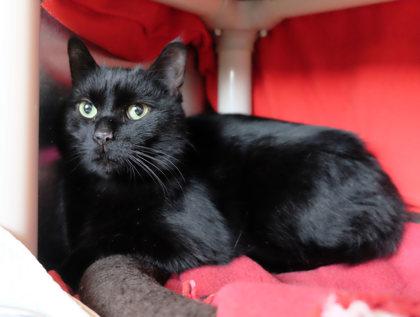 Georgie Fig Newton bff w/Smudge Donovan, a Adoptable mixed breed in Ann Arbor, MI image 2/4