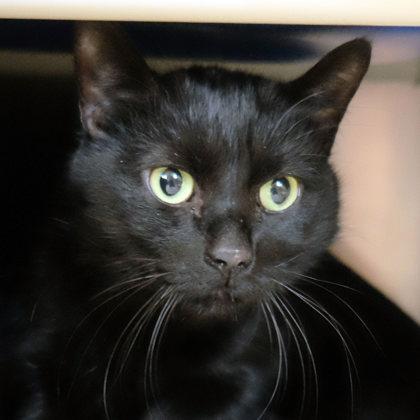 Georgie Fig Newton bff w/Smudge Donovan, a Adoptable mixed breed in Ann Arbor, MI image 4/4