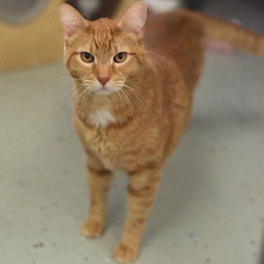 Enlarge Dove, a Adoptable Domestic Short Hair in Belleville, IL image 1/3