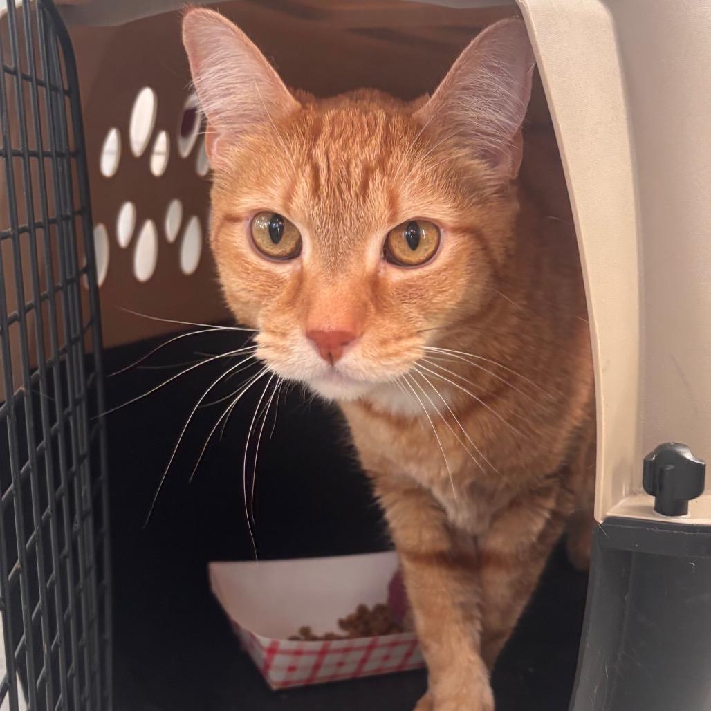 Enlarge Dove, a Adoptable Domestic Short Hair in Belleville, IL image 2/3