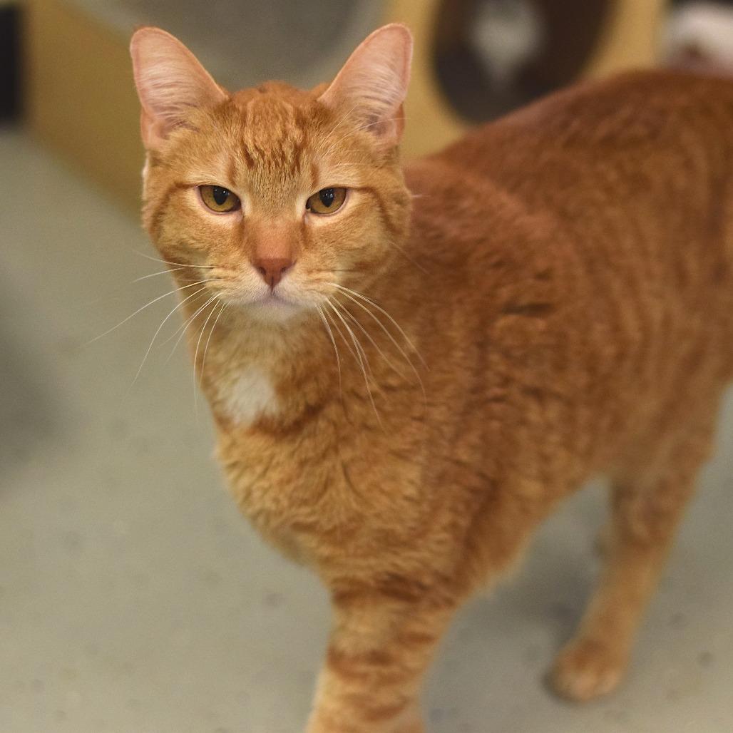 Enlarge Dove, a Adoptable Domestic Short Hair in Belleville, IL image 3/3