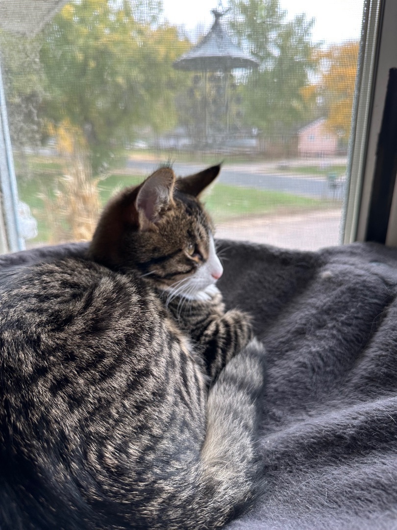 Henri , Adopted, Young Male Tabby.