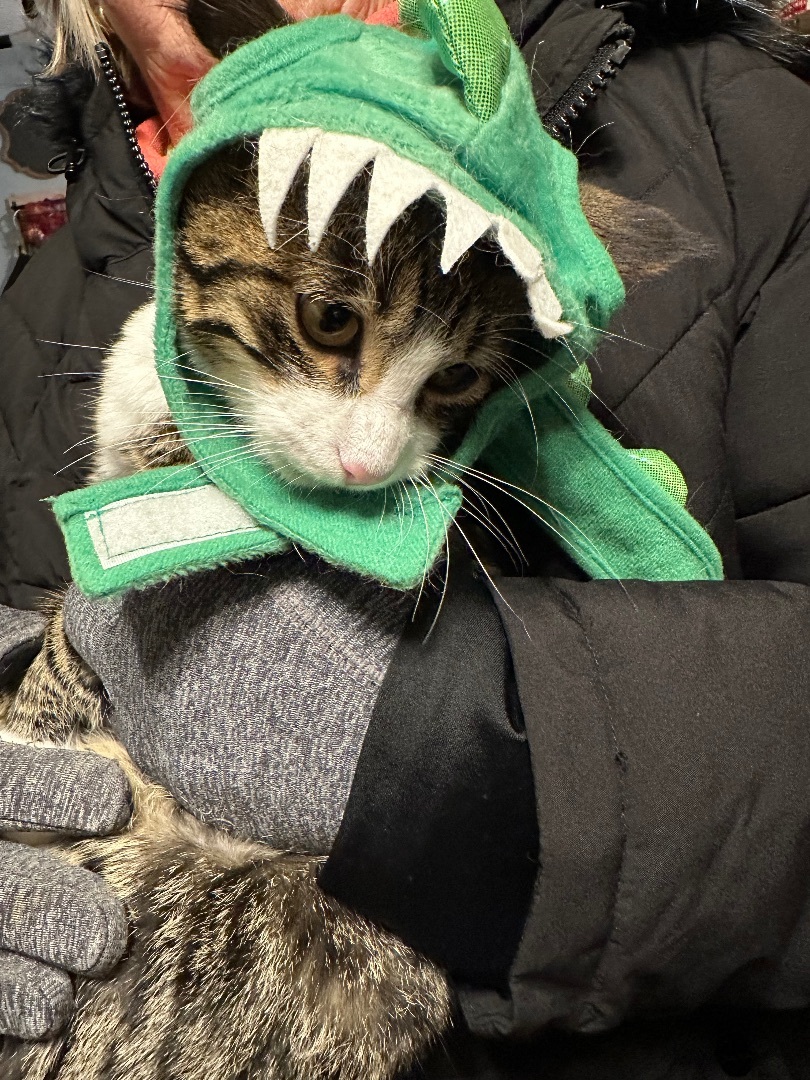 Henri , a Adopted Tabby in Elk River , MN image 2/5