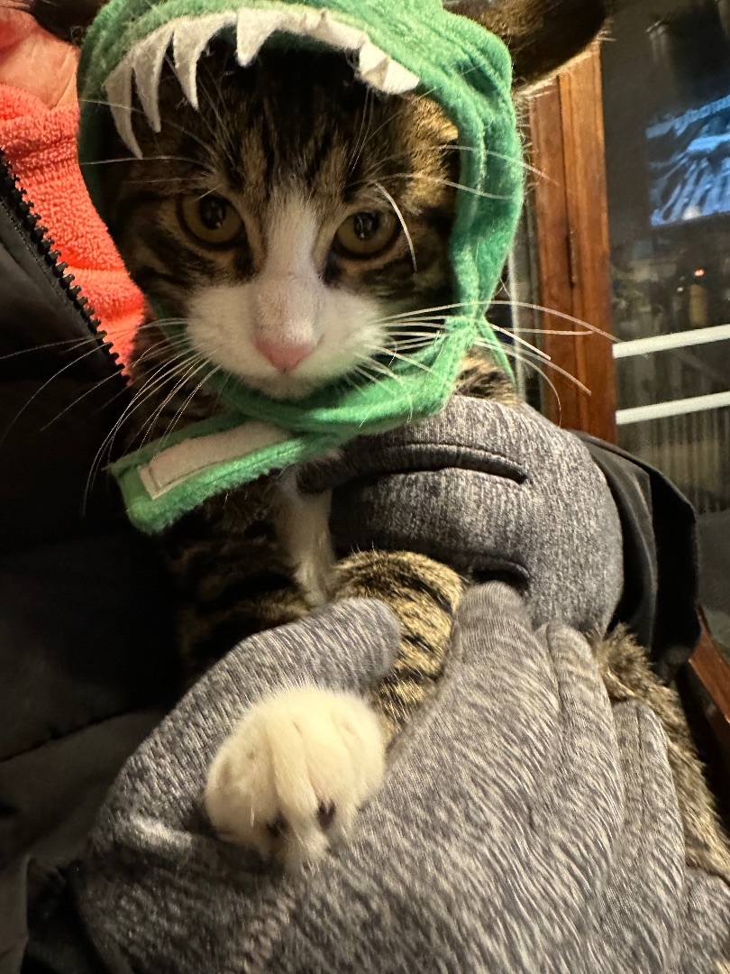 Henri , a Adopted Tabby in Elk River , MN image 3/5