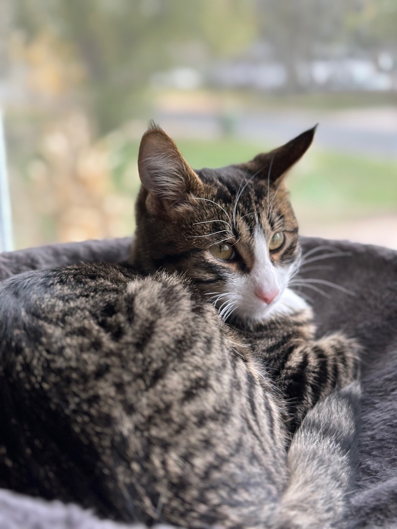 Henri , a Adopted Tabby in Elk River , MN image 4/5