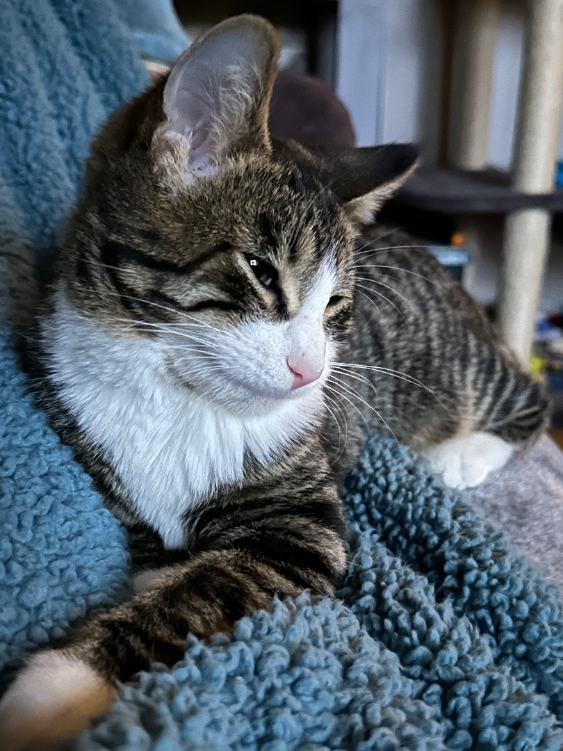 Henri , a Adopted Tabby in Elk River , MN image 5/5