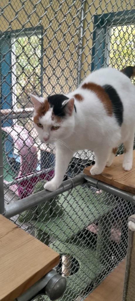 Enlarge Jelly, a Adoptable mixed breed in Syracuse, IN image 2/6