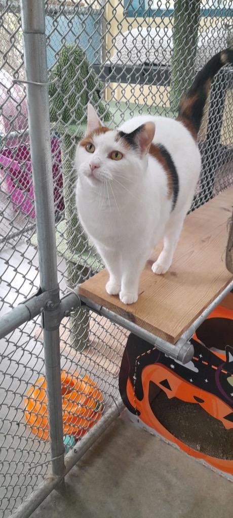 Enlarge Jelly, a Adoptable mixed breed in Syracuse, IN image 4/6