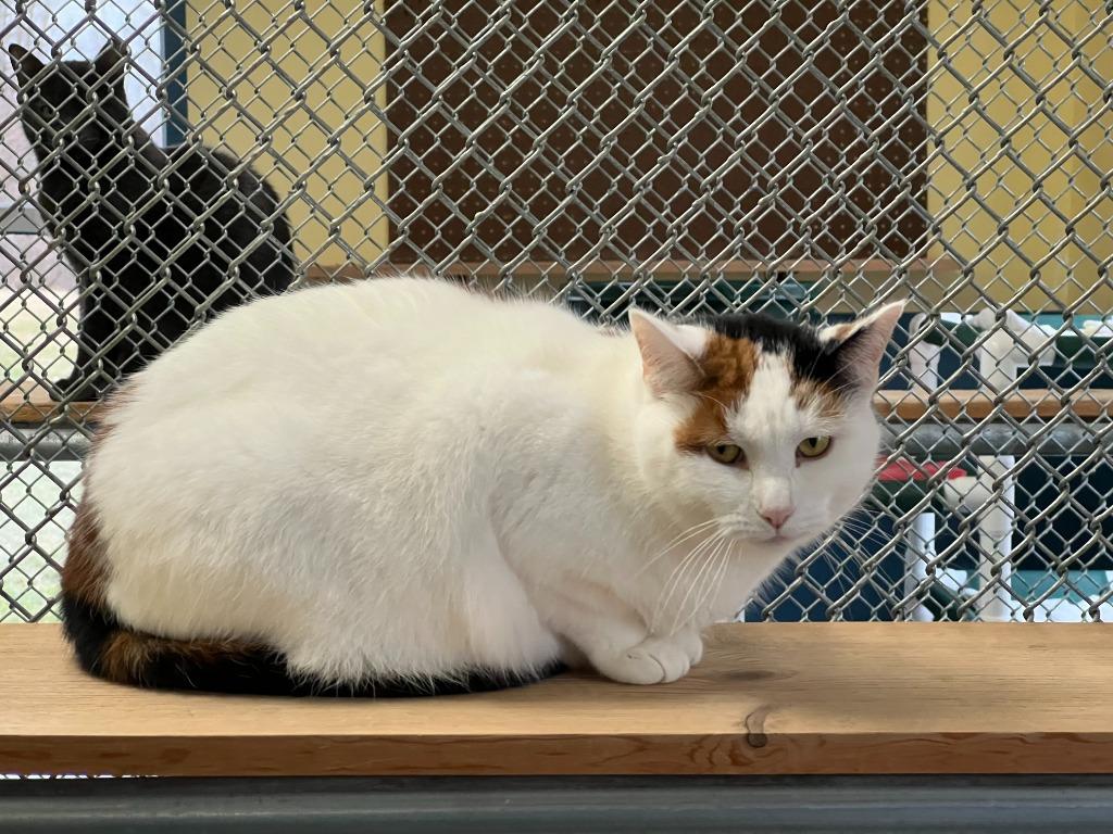 Enlarge Jelly, a Adoptable mixed breed in Syracuse, IN image 5/6