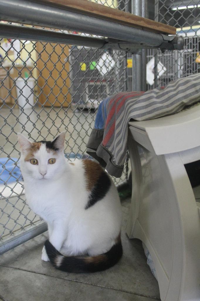 Enlarge Jelly, a Adoptable mixed breed in Syracuse, IN image 2/6