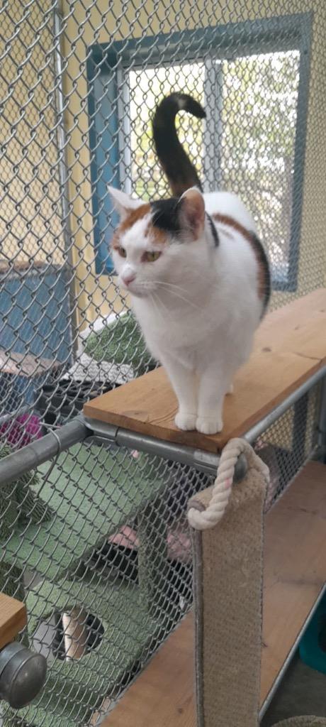 Enlarge Jelly, a Adoptable mixed breed in Syracuse, IN image 4/6