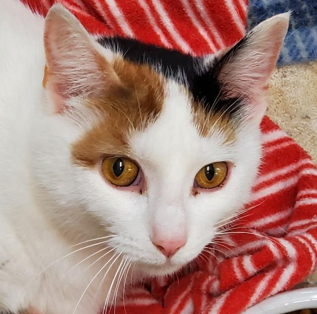 Enlarge Jelly, a Adoptable mixed breed in Syracuse, IN image 3/6