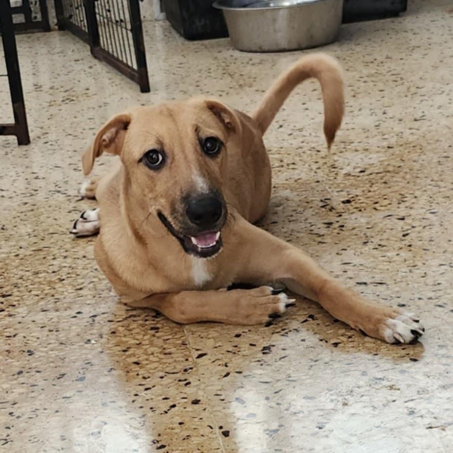 Karl, an adoptable Vizsla, Black Mouth Cur in Warren, NJ, 07059 | Photo Image 4