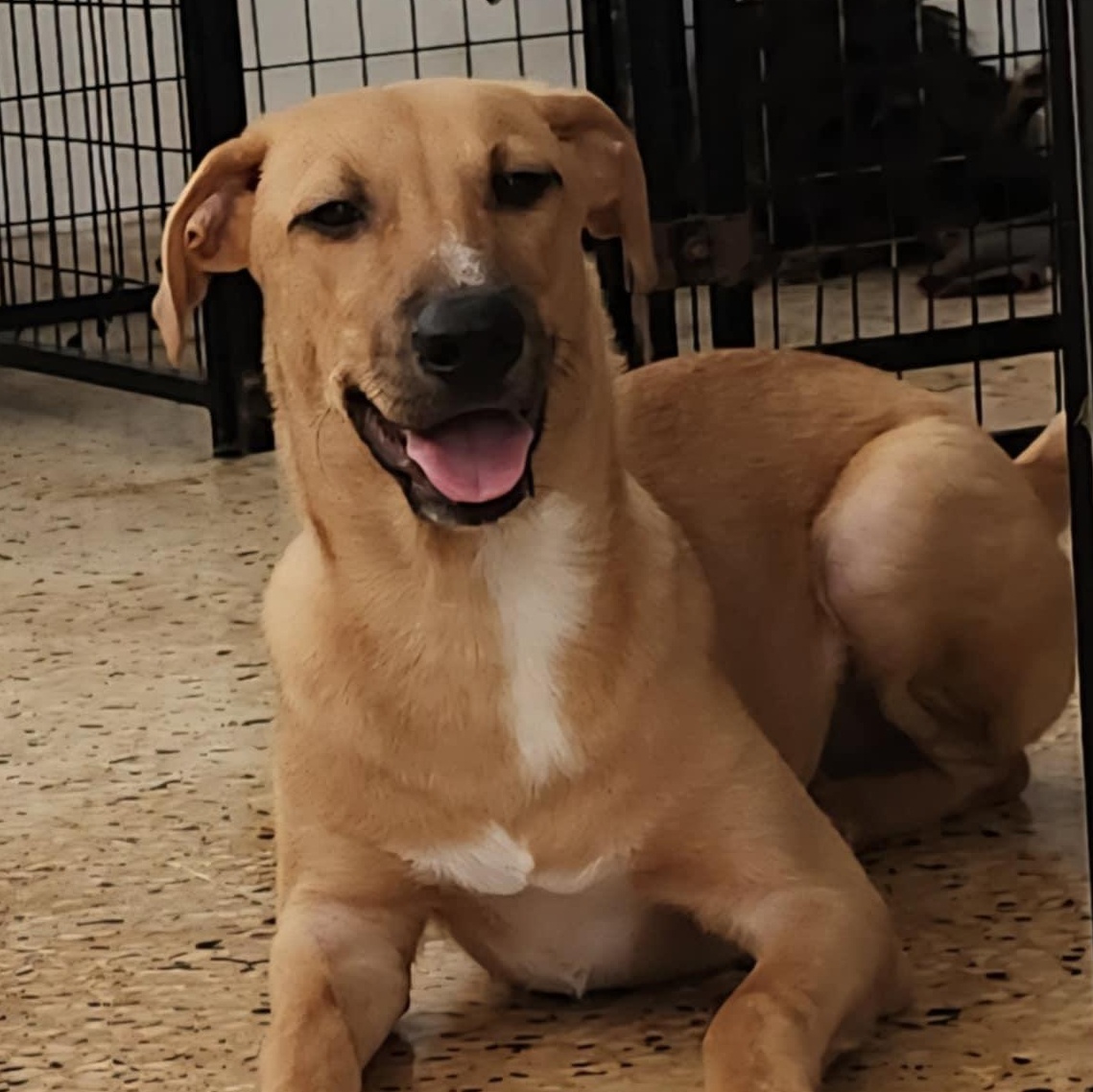 Karl, an adoptable Vizsla, Black Mouth Cur in Warren, NJ, 07059 | Photo Image 5