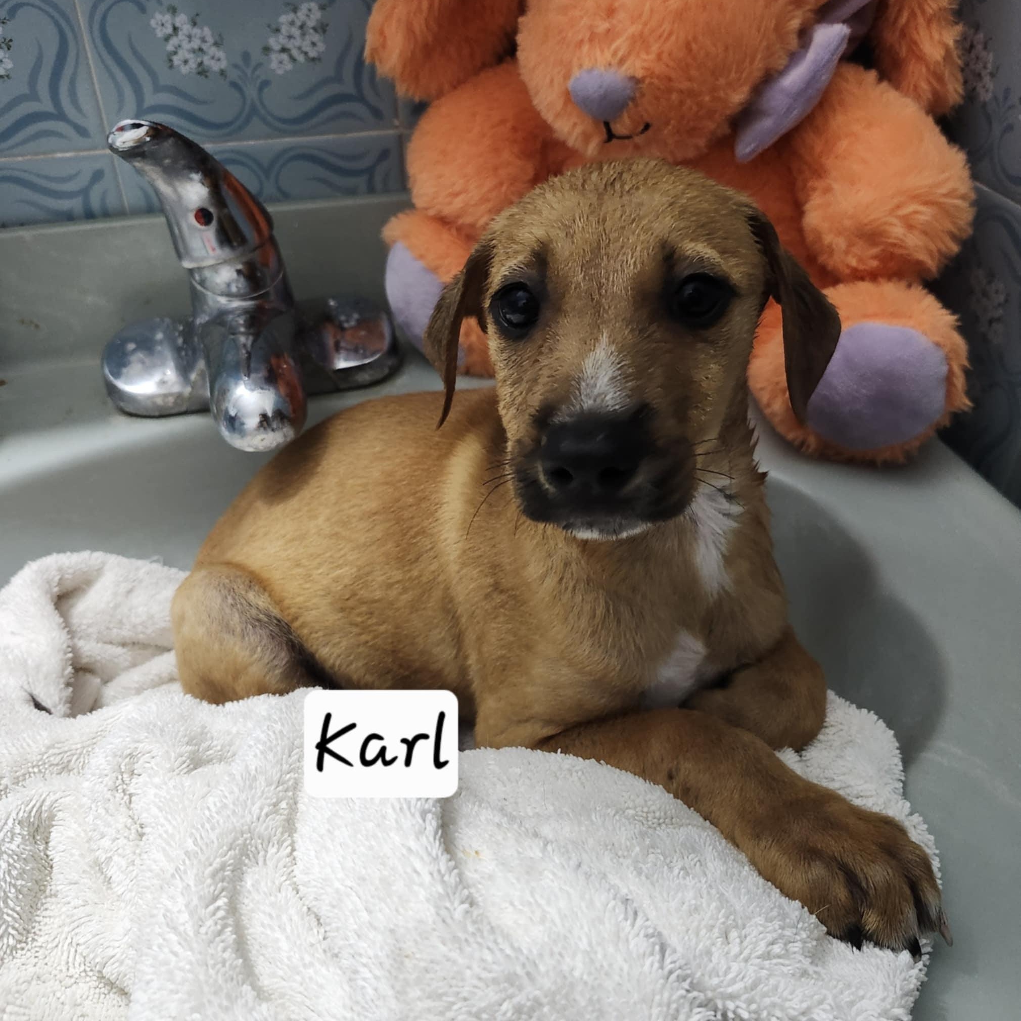 Karl, an adoptable Vizsla, Black Mouth Cur in Warren, NJ, 07059 | Photo Image 2