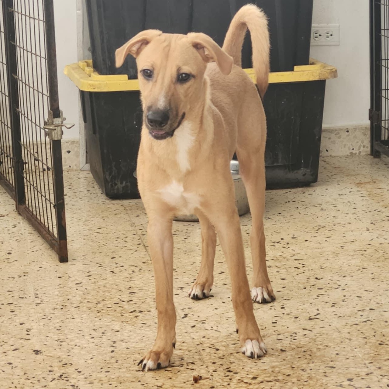 Karl, an adoptable Vizsla, Black Mouth Cur in Warren, NJ, 07059 | Photo Image 3