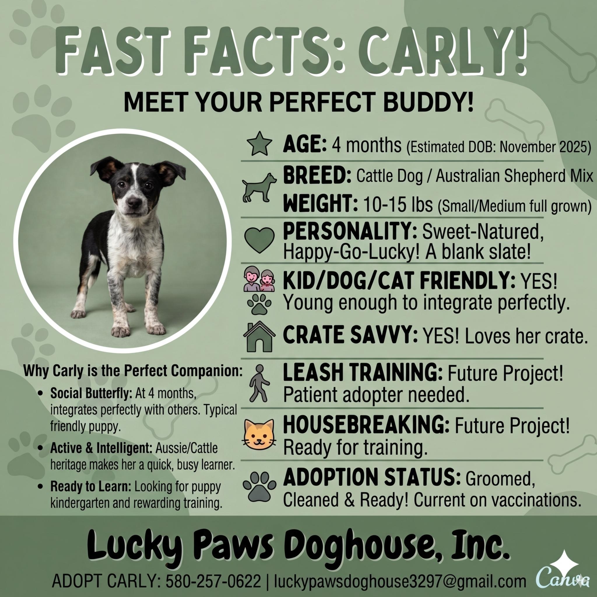 Enlarge Carly, an adopted mixed breed in Bedford, NH image 2/5