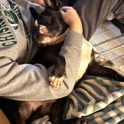 Enlarge Bug in MN, an adoptable Boston Terrier in Minneapolis, MN image 4/5