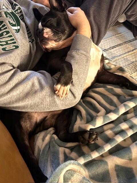 Enlarge Bug in MN, a ADOPTABLE Boston Terrier in Minneapolis, MN image 4/5