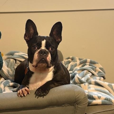 Bug in MN, ADOPTABLE, Adult Male Boston Terrier.