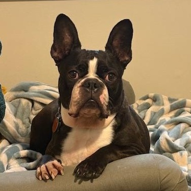 Enlarge Bug in MN, an adoptable Boston Terrier in Minneapolis, MN image 1/5